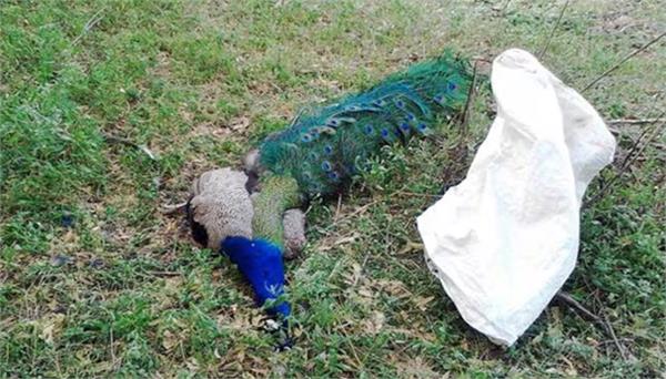 wrath on national bird peacocks in rajasthan