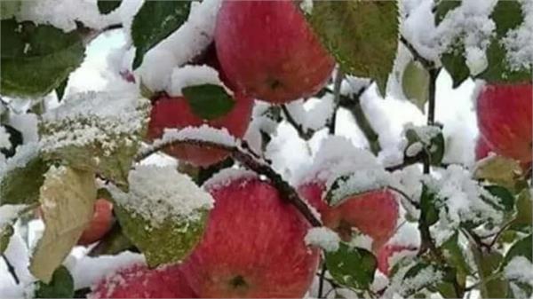apple orchards damage unseasonal rain