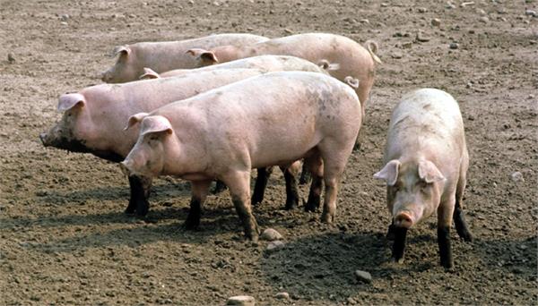 african swine fever outbreak in durg