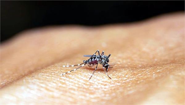 mosquitoes spread terror at night