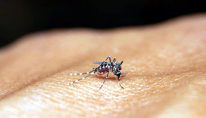 ਮੁੱਦਕੀ ਵਿਖੇ ਮੱਛਰਾਂ ਦੀ ਭਰਮਾਰ; ਰਾਤ ਨੂੰ ਮੱਛਰ ਫੈਲਾਉਂਦੇ ਹਨ ਆਤੰਕ