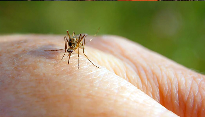 ਮੱਛਰ ਦਾ ‘ਮਹਿੰਗਾ ਡੰਗ’, ਬਚਾਅ ਲਈ ਹਰ ਸਾਲ 3,350 ਕਰੋੜ ਰੁਪਏ ਖਰਚ ਕਰ ਰਹੇ ਭਾਰਤੀ
