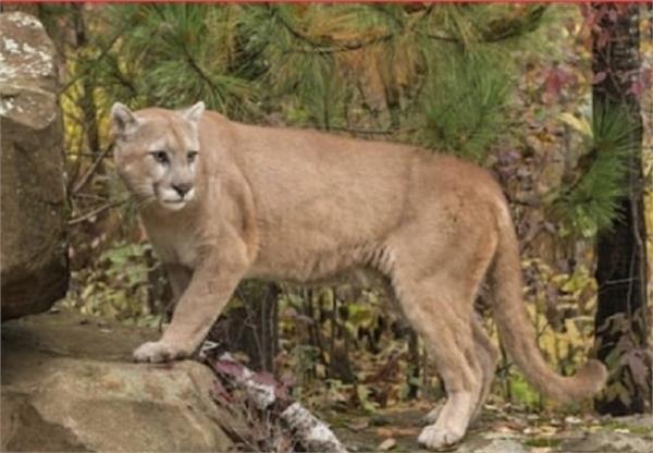 cougar attacks vancouver island
