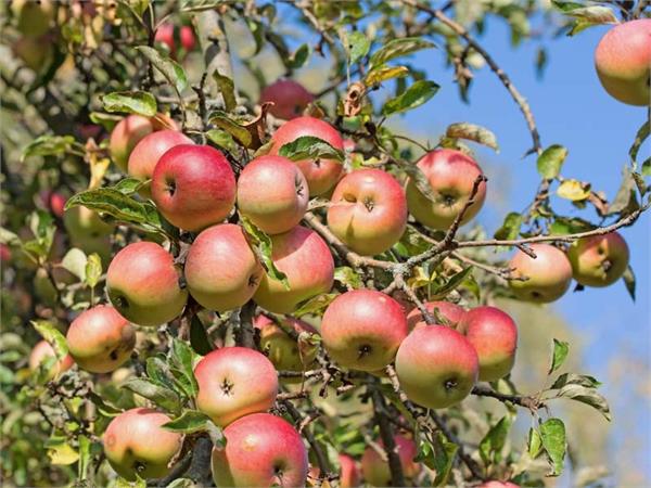 mountains apples fruit nutrition