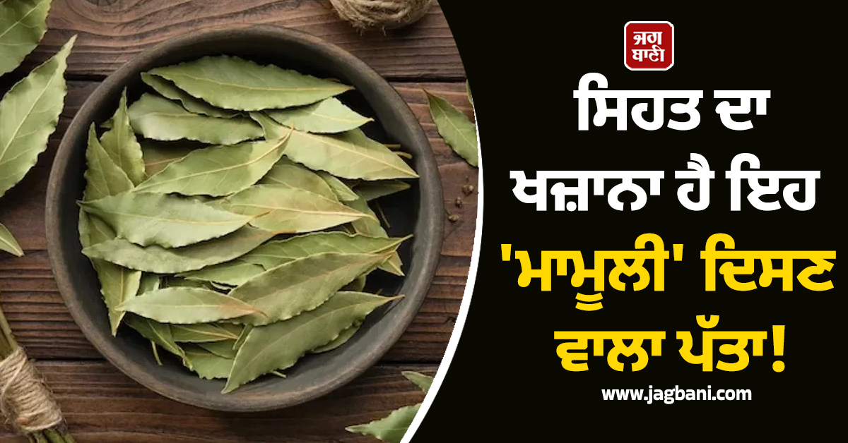 ਸਿਹਤ ਦਾ ਖਜ਼ਾਨਾ ਹੈ ਇਹ 'ਮਾਮੂਲੀ' ਦਿਸਣ ਵਾਲਾ ਪੱਤਾ! ਜਾਣੋ ਇਸ ਦੇ ਹੈਰਾਨੀਜਨਕ ਫਾਇਦੇ