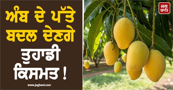 mango leaves will change your destiny
