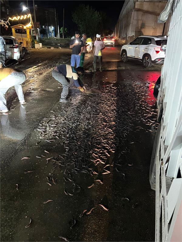 thousands of fish died in agony on the road near sultanwind canal