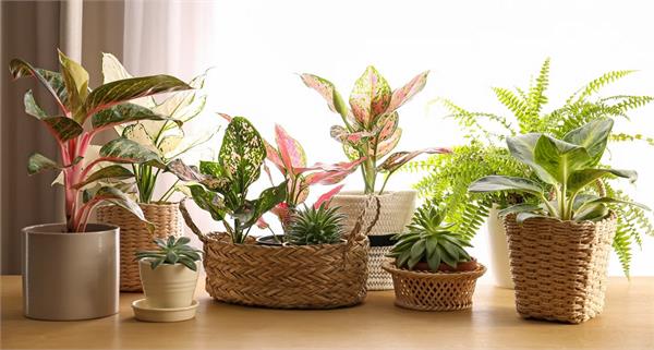 indoor plant enthusiasts beware 