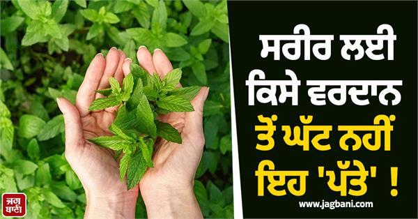 these leaves are nothing less than a boon for the body