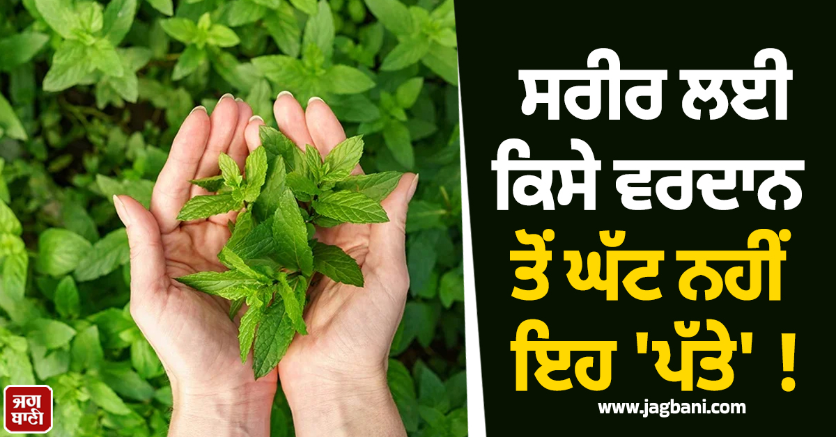 ਸਰੀਰ ਲਈ ਕਿਸੇ ਵਰਦਾਨ ਤੋਂ ਘੱਟ ਨਹੀਂ ਇਹ 'ਪੱਤੇ' ! ਫ਼ਾਇਦੇ ਜਾਣ ਤੁਸੀਂ ਵੀ ਰਹਿ ਜਾਓਗੇ ਹੈਰਾਨ