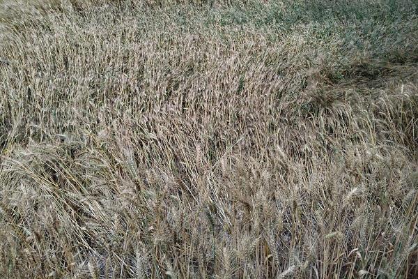 heavy rain and strong winds dashed the hopes of farmers