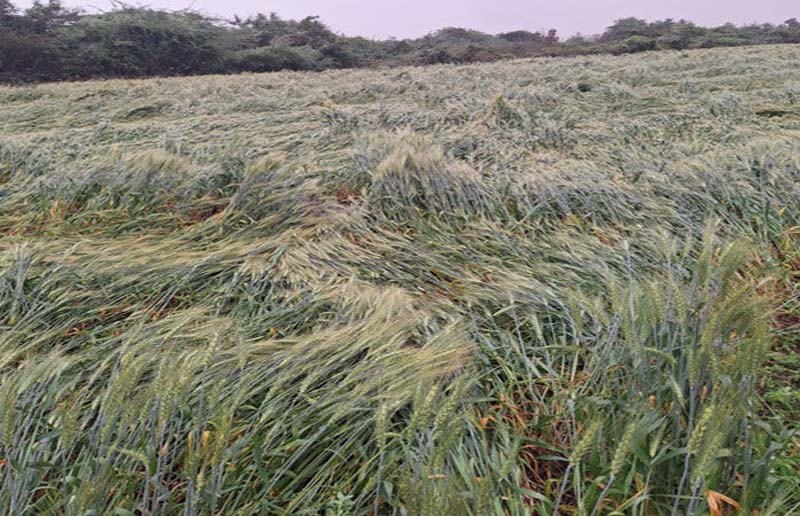 ਮੀਂਹ-ਗੜ੍ਹੇਮਾਰੀ ਕਾਰਨ ਪੰਜਾਬ ਦੇ 7 ਜ਼ਿਲ੍ਹਿਆਂ 'ਚ ਭਾਰੀ ਨੁਕਸਾਨ, ਕਿਸਾਨਾਂ ਦੀ 1.30 ਲੱਖ ਏਕੜ ਫ਼ਸਲ ਤਬਾਹ