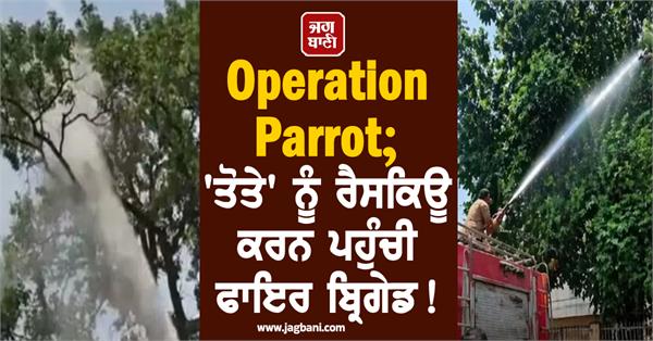 parrot  rescue  fire brigade  water waste