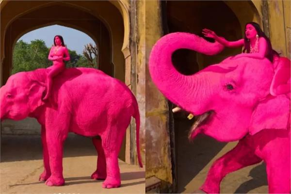 photoshoot  pink paint  elephant death  jaipur