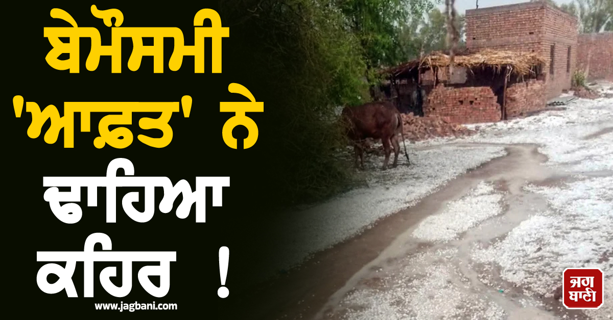 ਬੇਮੌਸਮੀ ''ਆਫ਼ਤ'' ਨੇ ਢਾਹਿਆ ਕਹਿਰ ! ਗੜ੍ਹੇਮਾਰੀ ਮਗਰੋਂ ਚਾਦਰ ਵਾਂਗ ਵਿਛ ਗਈ ਪੱਕੀ ਫ਼ਸਲ, ਕਿਸਾਨਾਂ ਦੇ ਸੁੱਕੇ ਸਾਹ