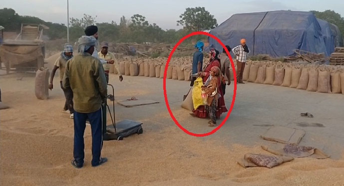 ਔਰਤਾਂ ਤੇ ਬੱਚਿਆਂ ਦਾ ਝੁੰਡ ਮੰਡੀ ’ਚੋਂ ਕਣਕ ਕਰ ਰਿਹਾ ਚੋਰੀ, ਕਿਸਾਨਾਂ ਨੇ ਸੁਰੱਖਿਆ ਪ੍ਰਬੰਧ ਦੀ ਕੀਤੀ ਮੰਗ