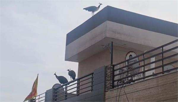 3 pairs of peacocks were seen in jalandhar