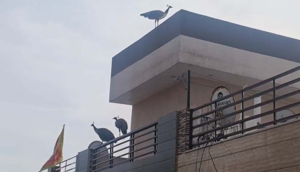 ਜਲੰਧਰ ''ਚ ਪੈਲ੍ਹਾਂ ਪਾਉਂਦੇ ਦਿਸੇ ਮੋਰ-ਮੋਰਨੀ ਦੇ ਜੋੜੇ, ਕੈਮਰੇ ''ਚ ਕੈਦ ਹੋਈਆਂ ਤਸਵੀਰਾਂ