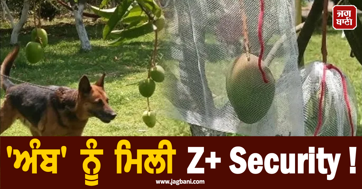 'ਅੰਬ' ਨੂੰ ਮਿਲੀ Z+ Security ! CCTV ਨਾਲ ਰੱਖੀ ਜਾਂਦੀ ਨਿਗਰਾਨੀ, ਕੀਮਤ ਜਾਣ ਉੱਡ ਜਾਣਗੇ ਹੋਸ਼