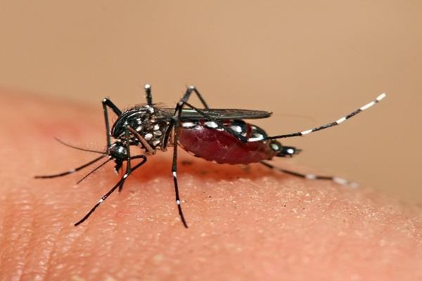 indians spend rs 3 350 crore every year on mosquito repellent 