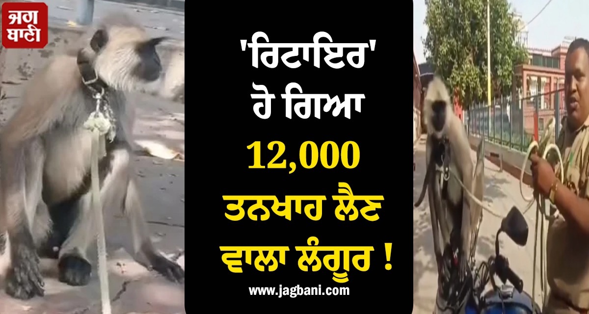 ''ਰਿਟਾਇਰ'' ਹੋ ਗਿਆ 12,000 ਤਨਖਾਹ ਲੈਣ ਵਾਲਾ ਲੰਗੂਰ ! ਜੰਗਲਾਤ ਵਿਭਾਗ ਨੇ ਕਰਵਾਇਆ ਆਜ਼ਾਦ