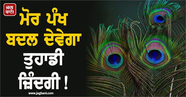 peacock feathers will change your life 