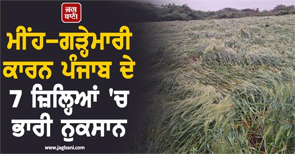 heavy damage crop destruction to 7 districts in punjab due rain and hailstorm
