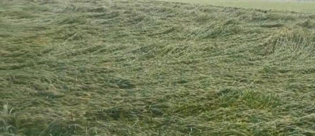 ਬਾਰਿਸ਼ ਨੇ ਵਧਾਈ ਕਿਸਾਨਾਂ ਦੀ ਚਿੰਤਾ, ਪੁੱਤਾਂ ਵਾਂਗ ਪਾਲੀ ਫਸਲ ਜ਼ਮੀਨ 'ਤੇ ਵਿੱਛੀ, ਵਾਢੀ 'ਚ ਹੋ ਸਕਦੀ ਦੇਰੀ