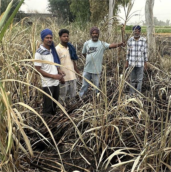 a terrible fire broke out in the sugarcane field
