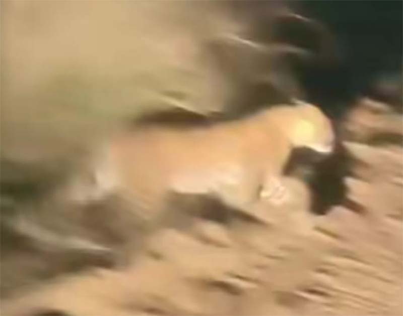 ਪੰਜਾਬ ਦੇ ਇਸ ਪਿੰਡ ''ਚ ਅਚਾਨਕ ਪੈ ਗਿਆ ਭੜਥੂ! ਘਰੋਂ ਬਾਹਰ ਨਿਕਲਣ ਤੋਂ ਵੀ ਡਰਨ ਲੱਗੇ ਲੋਕ