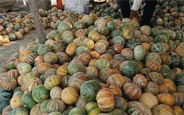punjab muskmelon prices hike