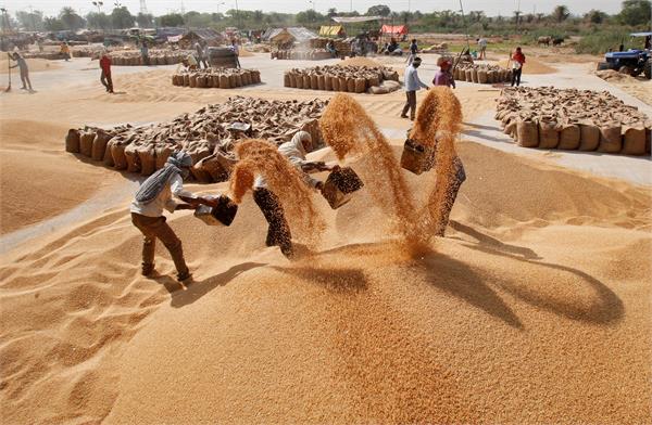 wheat procurement in the district crosses 19 thousand metric tons