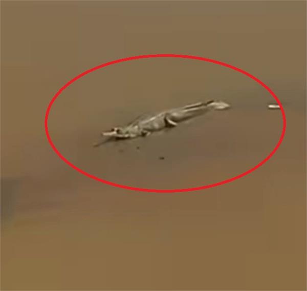 huge crocodile seen in beas river on gurdaspur mukerian road