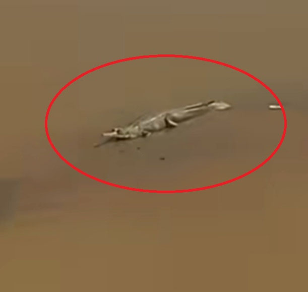 ਗੁਰਦਾਸਪੁਰ-ਮੁਕੇਰੀਆਂ ਰੋਡ ’ਤੇ ਬਿਆਸ ਦਰਿਆ ’ਚ ਦਿਖਾਈ ਦਿੱਤਾ ਵਿਸ਼ਾਲ ਮਗਰਮੱਛ; ਲੋਕਾਂ ’ਚ ਦਹਿਸ਼ਤ