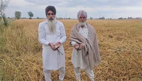 hail and rain punjab