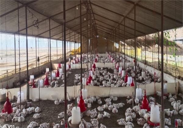 dj  sound  chickens  death  poultry farm