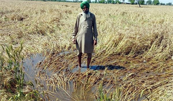 heavy hailstorm  rain in moga district  punjab