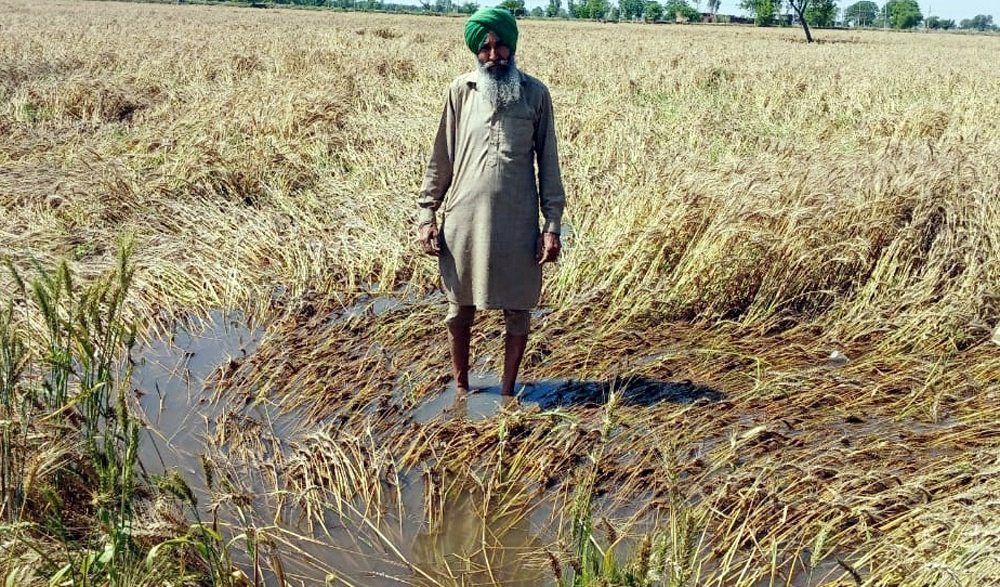 ਤੇਜ਼ ਮੀਂਹ ਤੇ ਭਾਰੀ ਗੜੇਮਾਰੀ ਨੇ ਪਿੰਡ ਭਲੂਰ ਦੀਆਂ ਫਸਲਾਂ ਕੀਤੀਆਂ ਬਰਬਾਦ