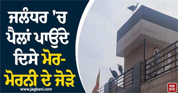 3 pairs of peacocks were seen in jalandhar