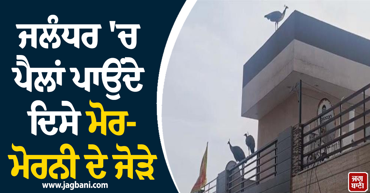 ਜਲੰਧਰ 'ਚ ਪੈਲਾਂ ਪਾਉਂਦੇ ਦਿਸੇ ਮੋਰ-ਮੋਰਨੀ ਦੇ ਜੋੜੇ, ਕੈਮਰੇ 'ਚ ਕੈਦ ਹੋਈਆਂ ਤਸਵੀਰਾਂ
