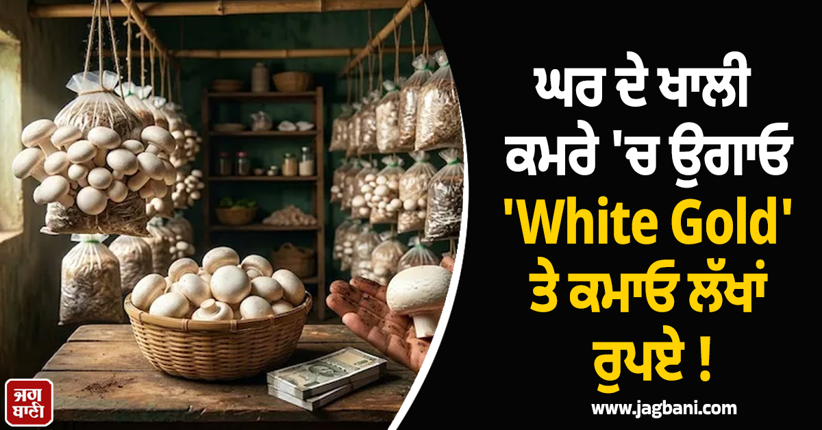 ਘਰ ਦੇ ਖਾਲੀ ਕਮਰੇ ''ਚ ਉਗਾਓ ''White Gold'' ਤੇ ਕਮਾਓ ਲੱਖਾਂ ਰੁਪਏ ! ਇੰਝ ਸ਼ੁਰੂ ਕਰੋ ਇਹ ਕਾਰੋਬਾਰ