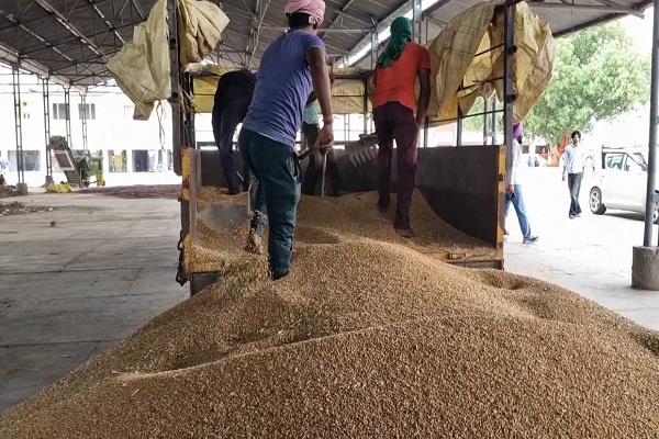 wheat season begins in punjab