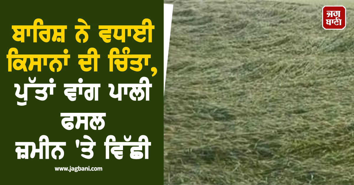 ਬਾਰਿਸ਼ ਨੇ ਵਧਾਈ ਕਿਸਾਨਾਂ ਦੀ ਚਿੰਤਾ, ਪੁੱਤਾਂ ਵਾਂਗ ਪਾਲੀ ਫਸਲ ਜ਼ਮੀਨ 'ਤੇ ਵਿੱਛੀ, ਵਾਢੀ 'ਚ ਹੋ ਸਕਦੀ ਦੇਰੀ