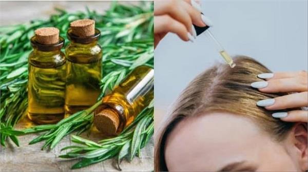 apply rosemary oil for hair growth