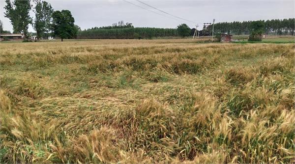 wheat crop damaged due to fresh rain in tanda