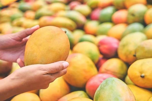 weather hits   king of fruits   alphonso  production reduced