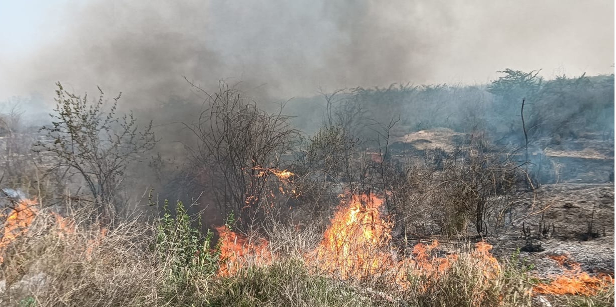 ਫਰੀਦਕੋਟ ''ਚ ਲੱਗੀ ਭਿਆਨਕ ਅੱਗ! 250 ਏਕੜ ਜੰਗਲ ਸੜ ਕੇ ਸੁਆਹ