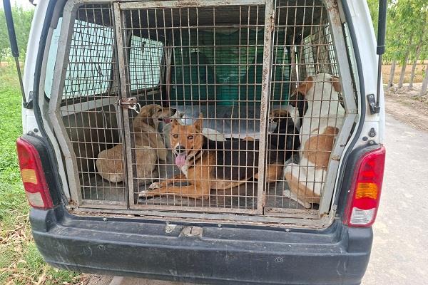 administration arrives to save village from terror of dogs