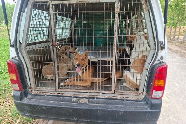 ''ਜਗਬਾਣੀ’ ''ਚ ਖ਼ਬਰ ਛਪਣ ਮਗਰੋਂ ਪਿੰਡ ਨੂੰ ਕੁੱਤਿਆਂ ਦੀ ਦਹਿਸ਼ਤ ਤੋਂ ਬਚਾਉਣ ਲਈ ਪੁੱਜਾ ਪ੍ਰਸ਼ਾਸਨ