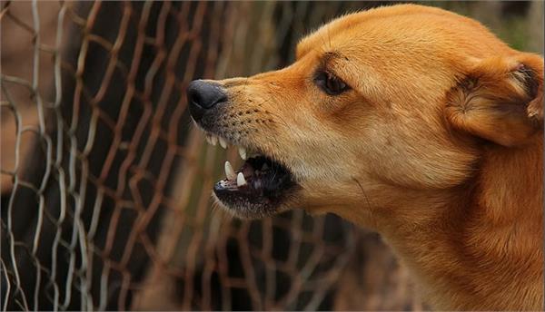 stray dog goes on biting spree at up wedding venue  60 injured